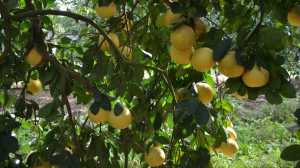 Fruit Set