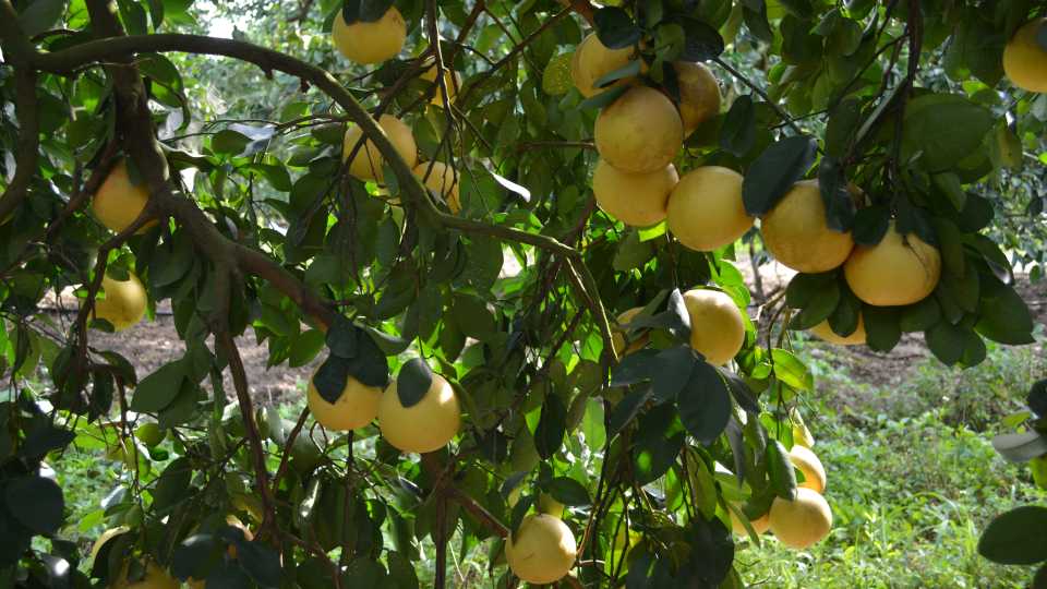 Fruit Set