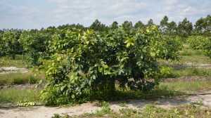 Topping Younger Trees