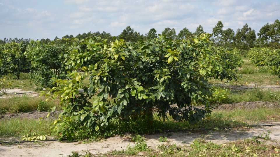 Topping Younger Trees