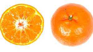 Experimental Florida Mandarins Measure Up