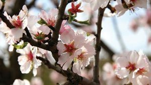Understanding Almond Set And Nut Drop