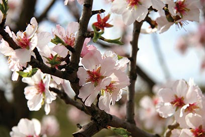 Understanding Almond Set And Nut Drop