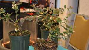 Florida Blueberry Crop Sitting Pretty — Weather Permitting
