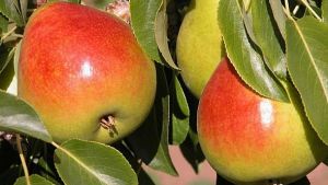 Gem, A New Fire-Blight-Resistant Pear Cultivar, Makes Its Debut