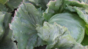 How To Assess The Impact Of  Salt On Irrigation Water