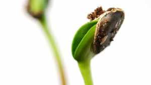 Seed Industry Is Breeding A Win-Win For Farmers, Consumers [Opinion]