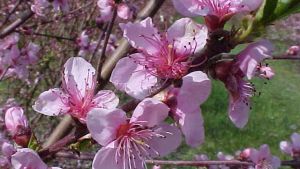 How To Decipher Cold Weather Effects on Peaches