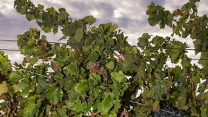 Sonoma Agriculture Preservation Plan Unveiled