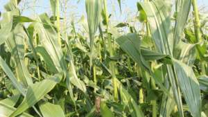 Misconceptions, Questions, And Answers On GMOs
