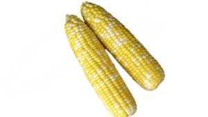 Abbott & Cobb Sweet On New Sweet Corn Technology