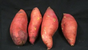 Sweet Potato Options For Midwest Growers