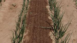 Optimal Irrigation Criteria For Drip Irrigated Onions