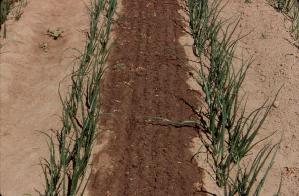 Optimal Irrigation Criteria For Drip Irrigated Onions