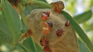 Bacterial Spot Can Make Almonds Unmarketable
