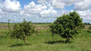 New Citrus Greening Treatment Product Gets Green Light from EPA