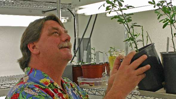 Is A GMO Citrus Tree The Silver Bullet For HLB?