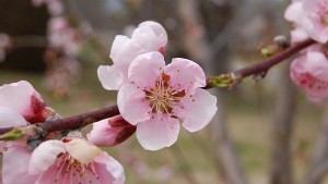 Southern Strawberry, Peach Growers Concerned About Cold Snap