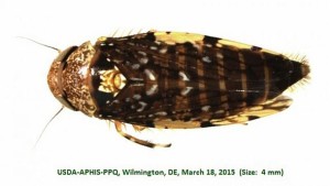 Rare Leafhopper Found In Shipment At Delaware Port