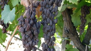 Tips For Canopy Management On Open-Gable Trellises