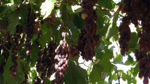 First Raisin Grape That Dries Naturally On Vine Developed