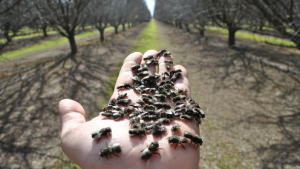 Blue Orchard Bee Shows Promise As An Alternative Pollinator In Almonds