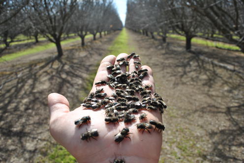 Blue Orchard Bee Shows Promise As An Alternative Pollinator In Almonds