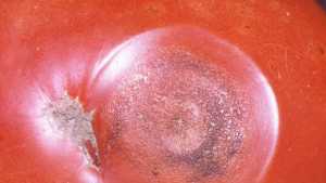 Anthracnose Can Cause Red Alert For Tomato Growers