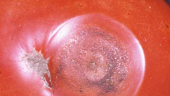 Anthracnose Can Cause Red Alert For Tomato Growers