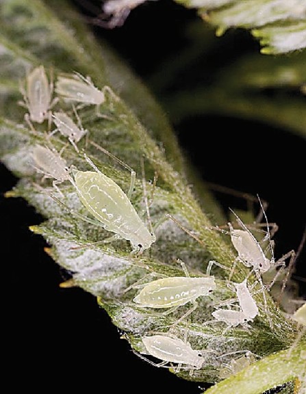 Aphids In Raspberry Building A Better Black Raspberry - Growing Produce