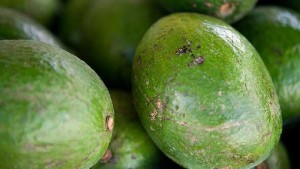 UAVs, Dogs Called In To Battle Deadly Avocado Fungus 