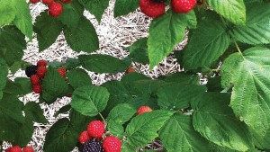Building A Better Black Raspberry
