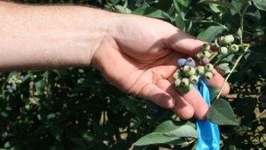 Georgia Blueberry Growers Suffer Chill Damage