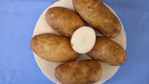 New Dual-Purpose Potato Variety Released
