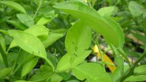 Scientists Find Sound Way To Trap Citrus Psyllids