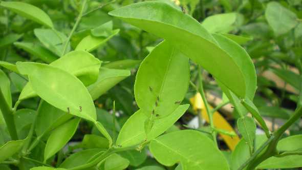 Scientists Find Sound Way To Trap Citrus Psyllids