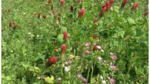 Honeybee Forage Program Helps Bees And Growers