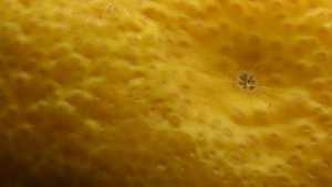 Another Pucker In Florida Orange Crop Prediction