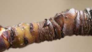 Tips For Pear Psylla Management