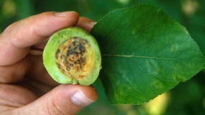 Final Plum Pox Quarantine Lifted