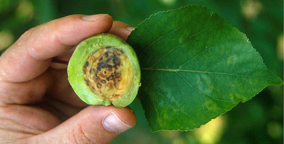 USDA Declares Country Free of Plum Pox Virus