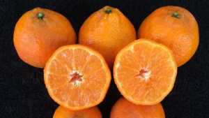 Another Player Goes To Bat For Citrus Research