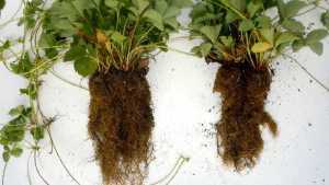 Valent BioSciences Acquires Mycorrhizal Applications Inc.