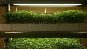 Success With Vegetable Grafting