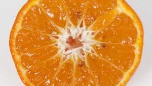 Scions Might Be Joining Rootstocks In Citrus Tissue Culture Club