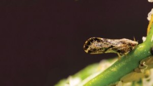 Asian Citrus Psyllid Quarantine Area In California Expanded Again