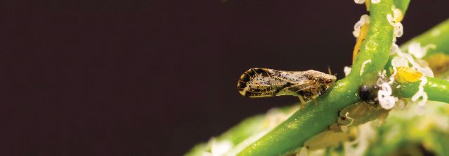 Citrus Greening Found For Second Time In California