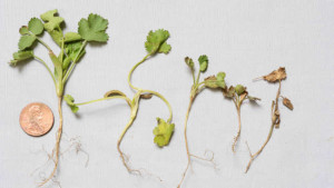 Expect The Unexpected With Plant Diseases