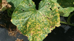 Sustainable Disease Control In Cucurbits