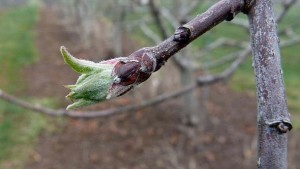 Apple Scab Spores Begin To Emerge In Pennsylvania